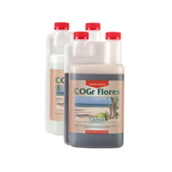 Canna Cogr Flores A & B