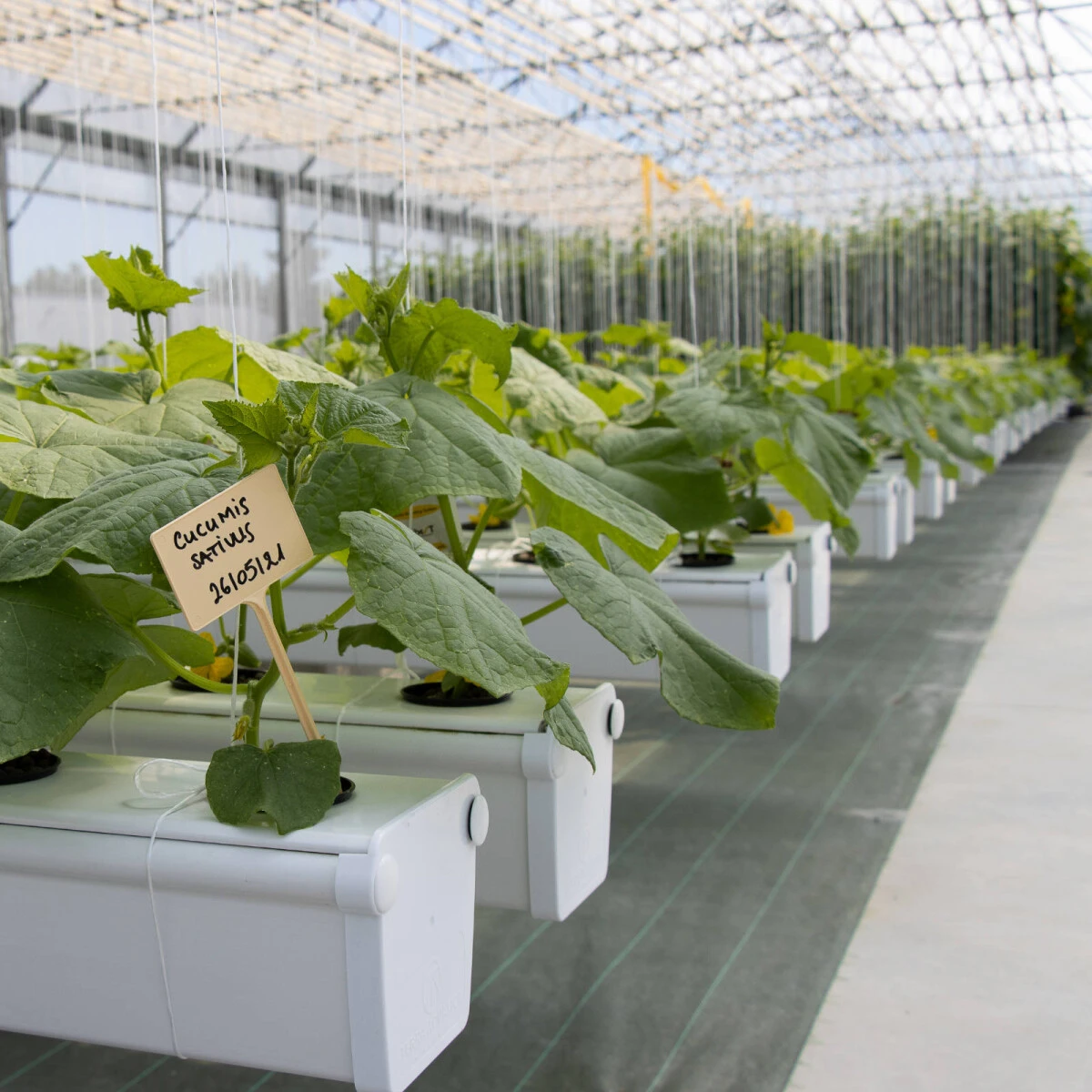 Terra Aquatica GrowStream V2 2 Terra Aquatica GrowStream V2 – Bild 2